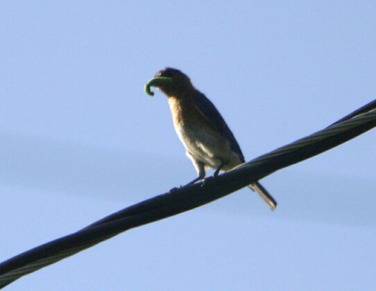 Click to See Next Image