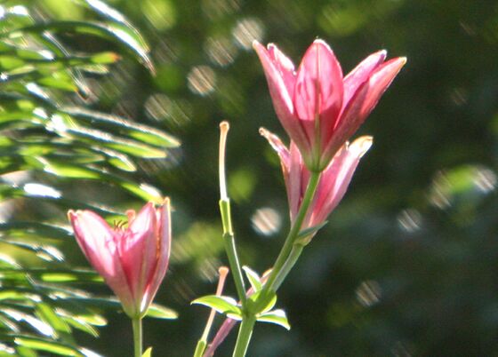 Click to See Next Image