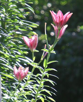 Click to See Next Image