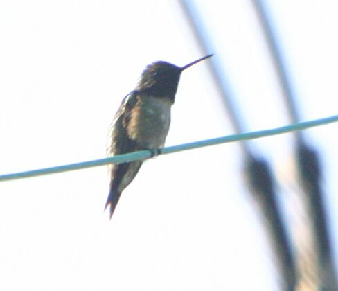 Click to See Next Image