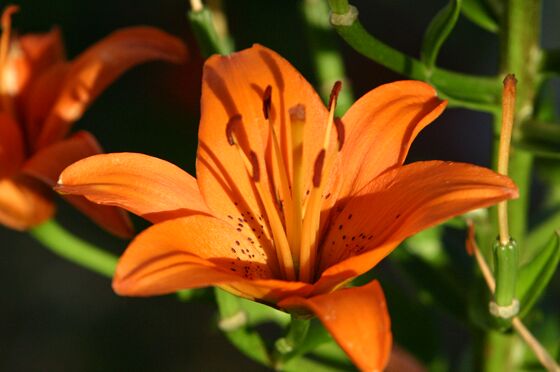 Click to See Next Image