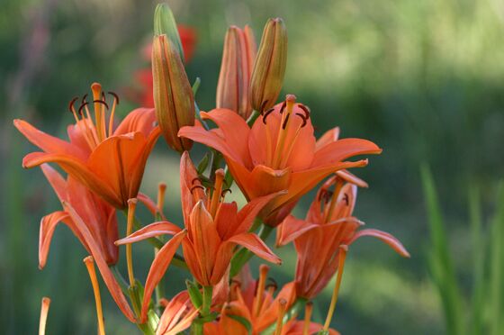 Click to See Next Image