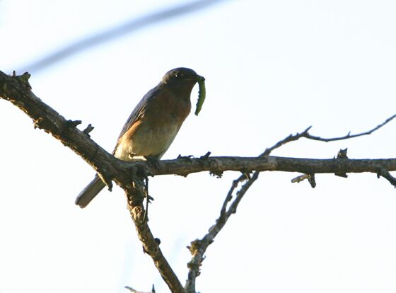 Click to See Next Image