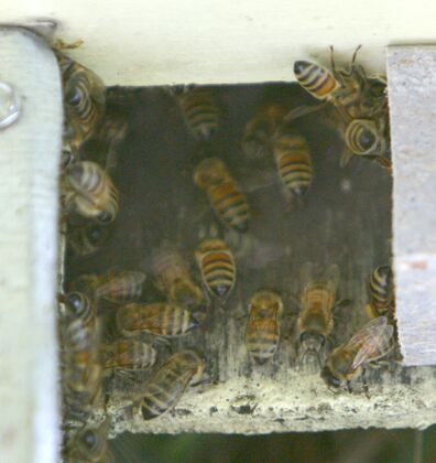 Click to See Next Image