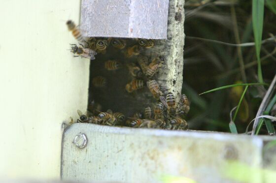 Click to See Next Image