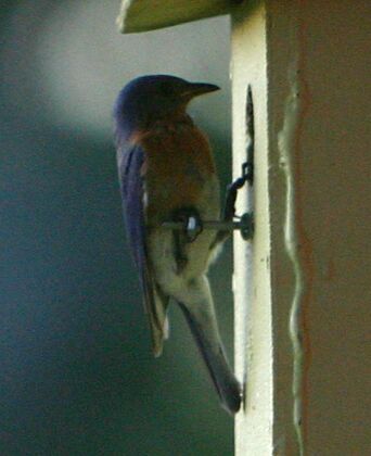 Click to See Next Image